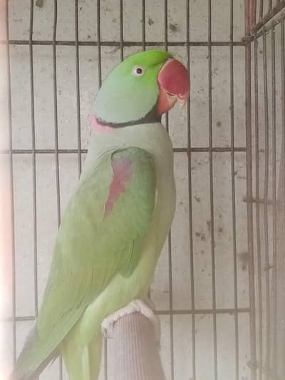 raw parrot