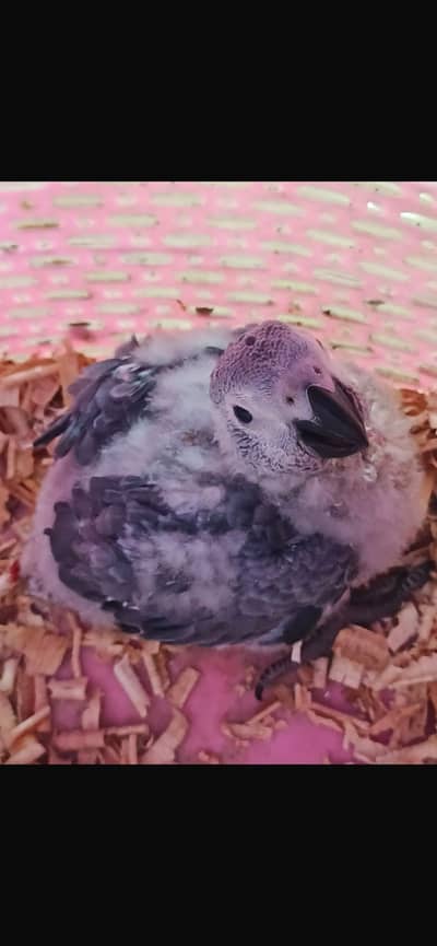 Grey Parrot jumbo Size Chick Home Breed