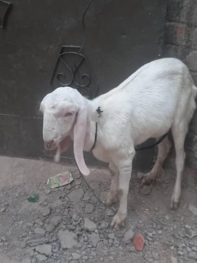 rajnpuri
