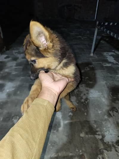 german shepherd puppy