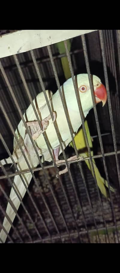 Blue Lacwing Breader Mail