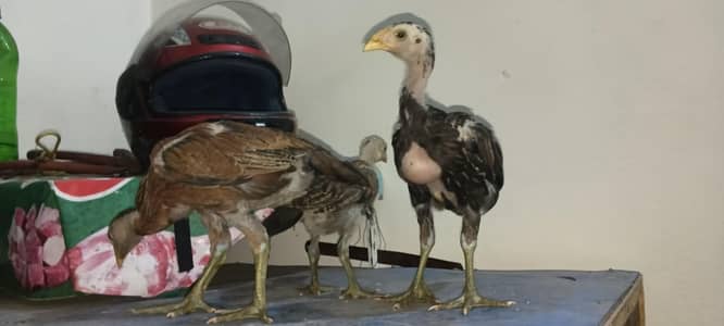 Bermi chicks | Bermi| Burmi chick | Burmi | Chick| chicks Bermi|