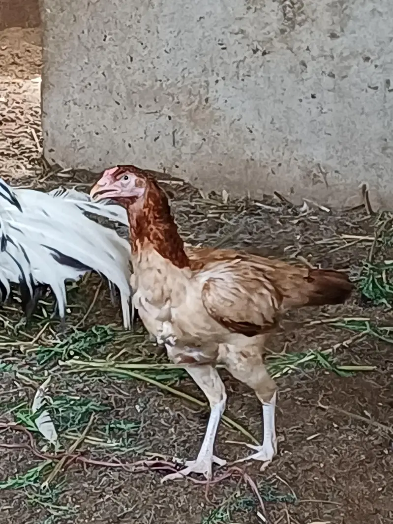 4 Aseel murgi & 1 Aseel murga — photo 2
