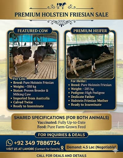 Freisian Cows for Sale | Heifer| گائے | Pair in 4.20 lac