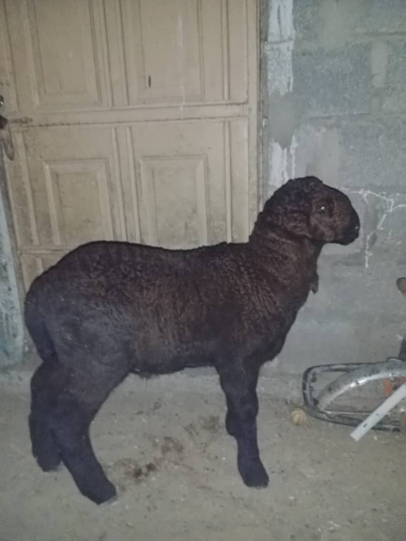 sheeps 0
