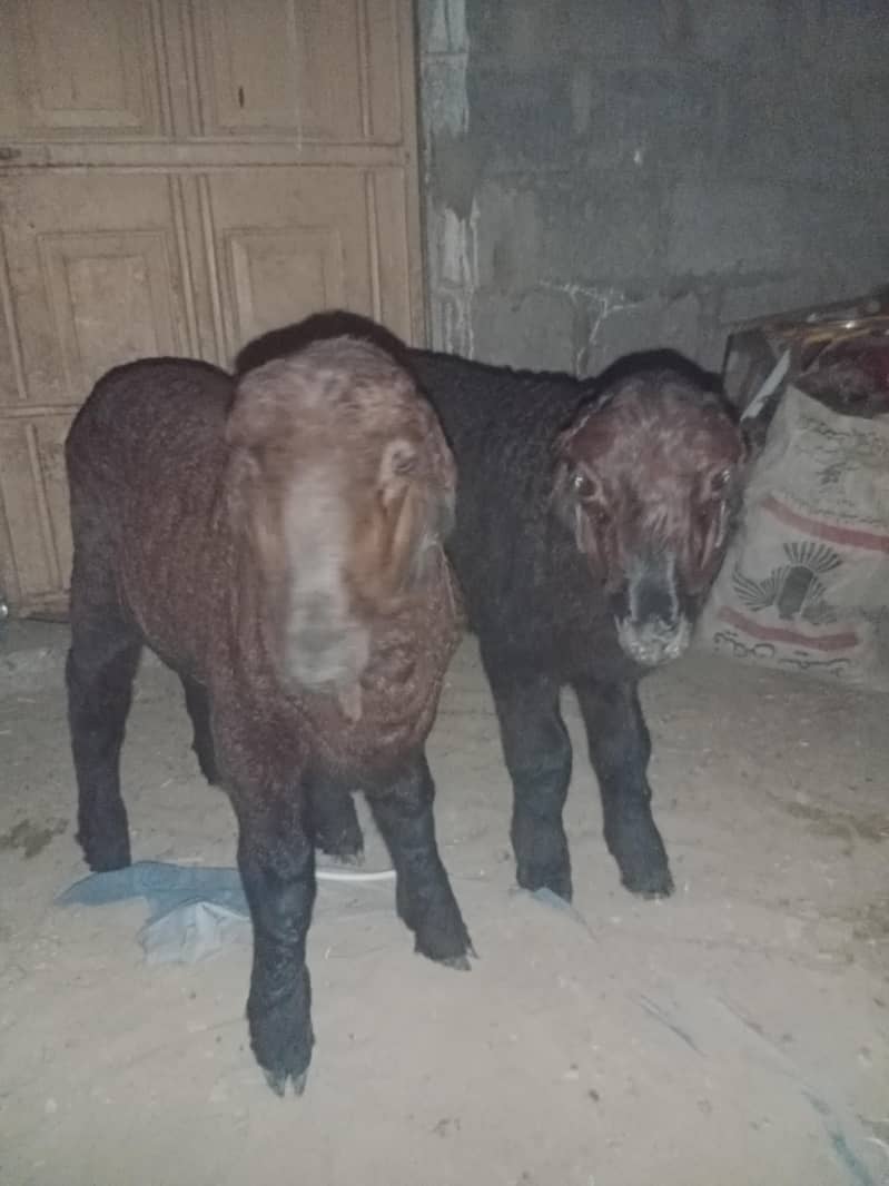 sheeps 1