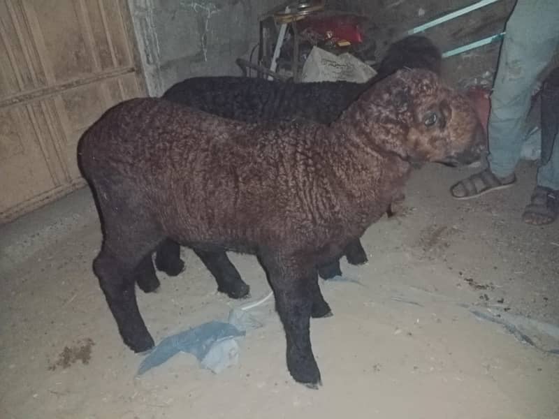 sheeps 2