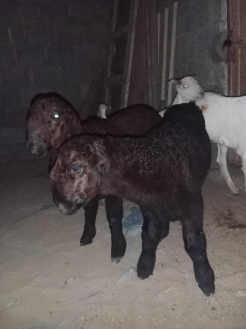 sheeps 3
