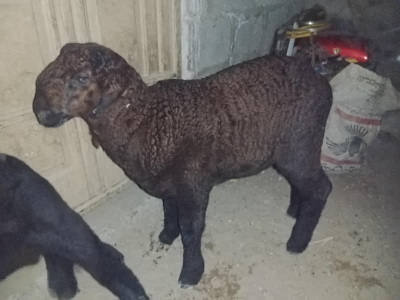 sheeps 4