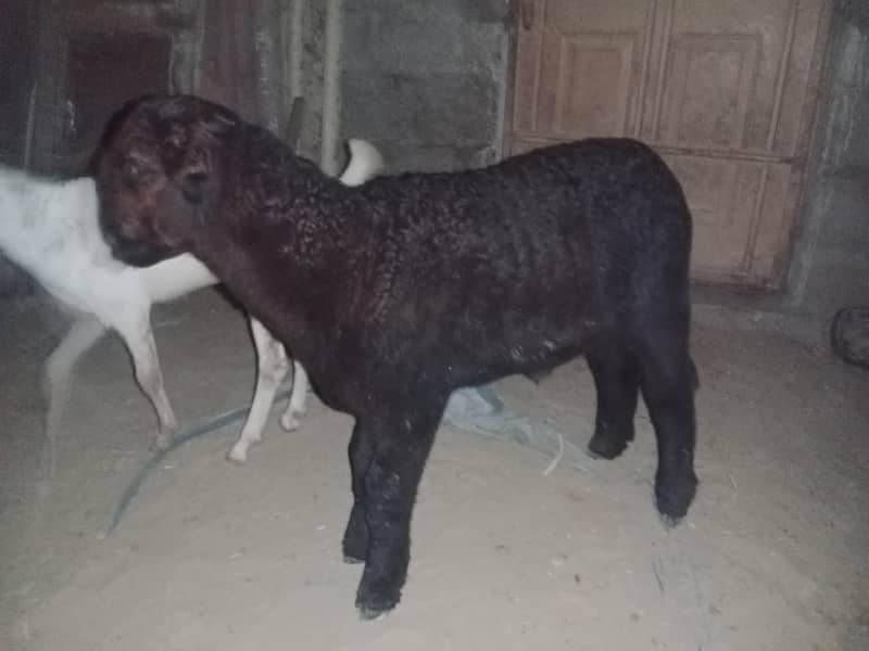 sheeps 5