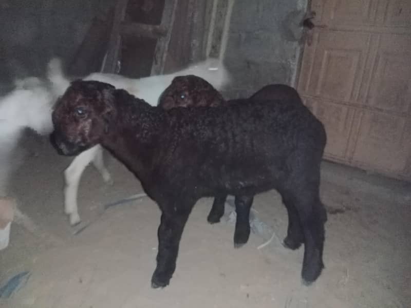 sheeps 6
