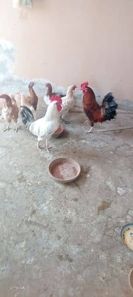 مرغے دو عدد مرغیاں پانچ عدد پورا سیٹ اپ انڈے دیتی مرغیاں ھیں 1