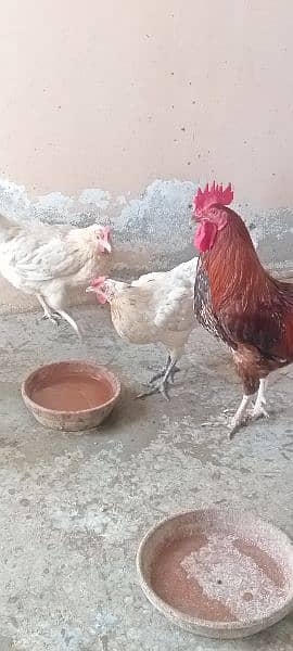 مرغے دو عدد مرغیاں پانچ عدد پورا سیٹ اپ انڈے دیتی مرغیاں ھیں 4