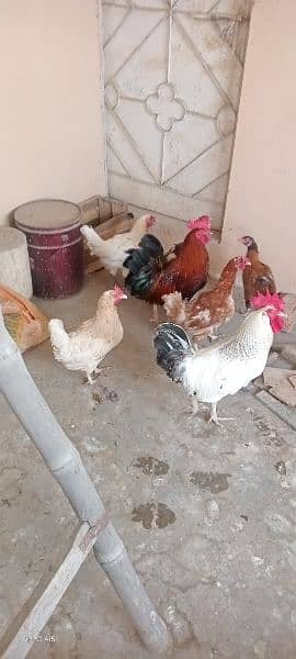 مرغے دو عدد مرغیاں پانچ عدد پورا سیٹ اپ انڈے دیتی مرغیاں ھیں 5