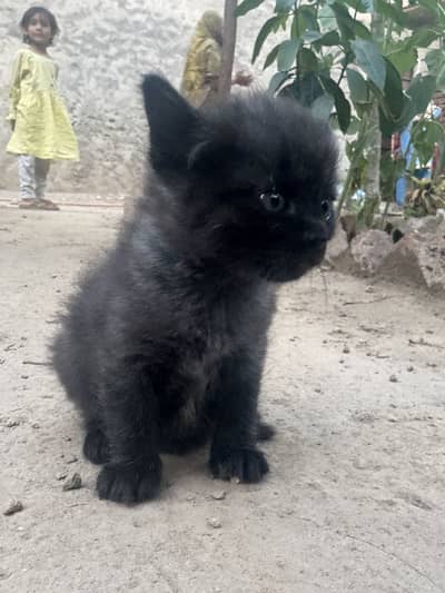 Persian cat