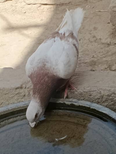 pure qasid breed sharbati hen 3 female 7 male 3 child ala nasal he