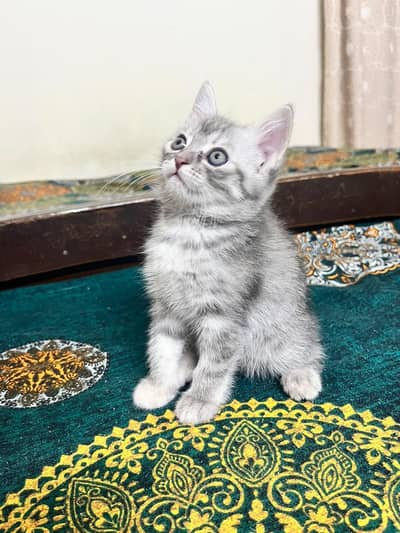 Turkish Angora father mother Persiaan