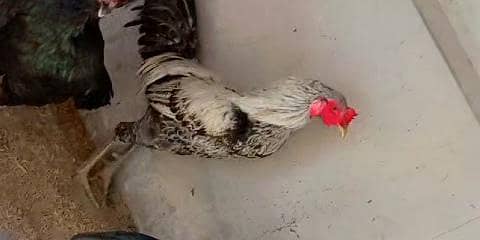 burmi aseel