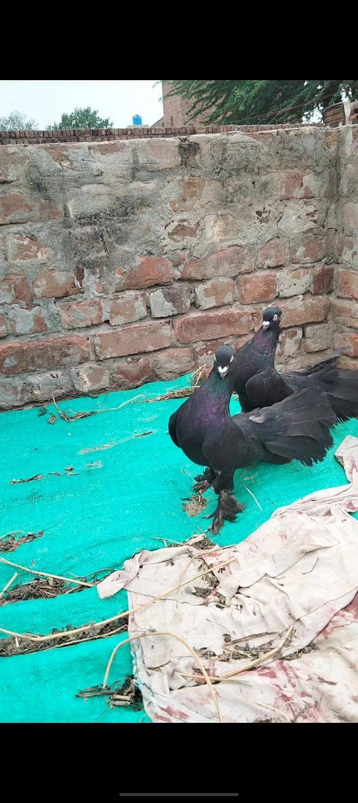 breeder pair 1