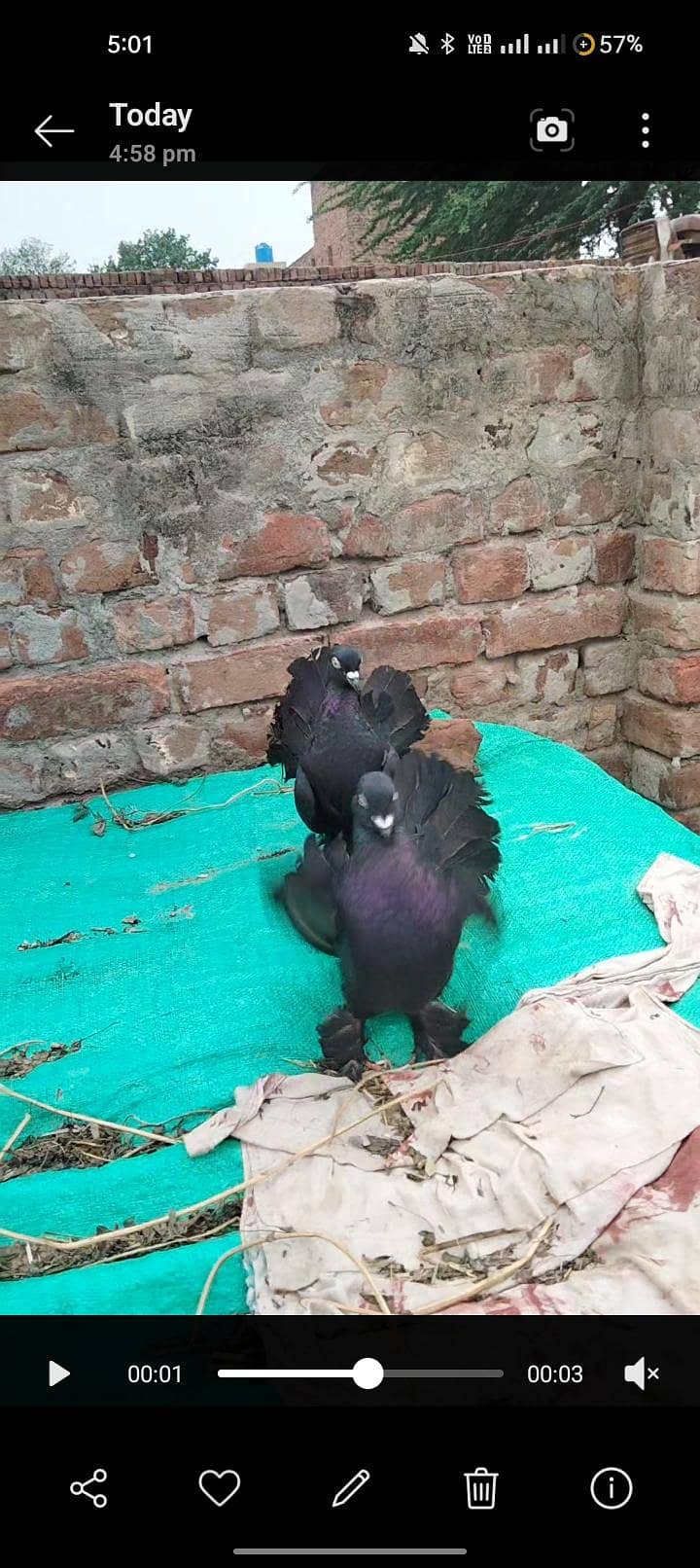 breeder pair 2