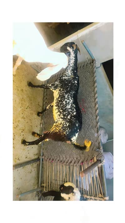 Bakri for sale 2 month gaban hai  03251126163