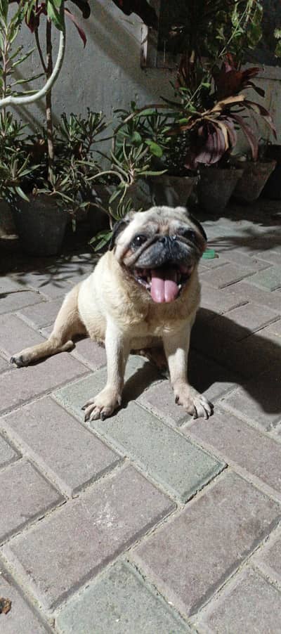pure breed of punch face pug