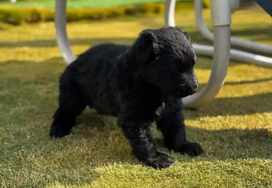long coat German shepherd puppies — photo 3