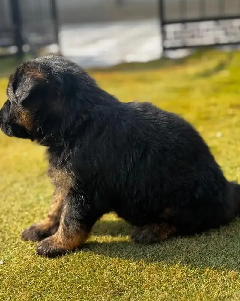 long coat German shepherd puppies — photo 4