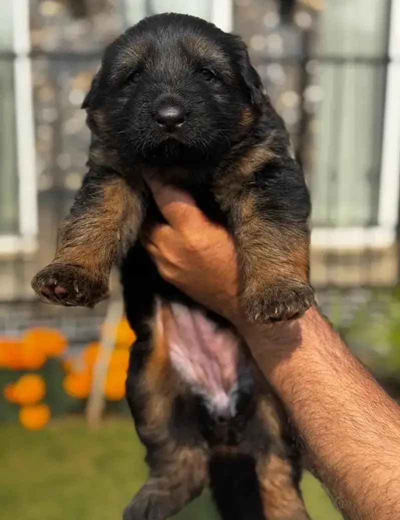 long coat German shepherd puppies — photo 5