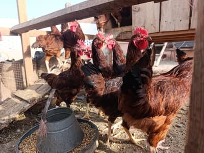 2x Ganjy Murghay, 10+ RIR Rooster & Starter Hens