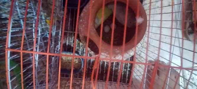 pair of bird