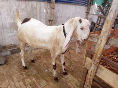 2 DANT HEALTHY BAKRI AVAILABLE