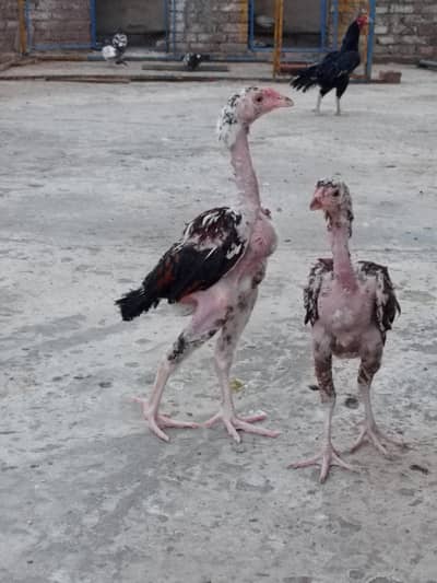 chicks 18 pice