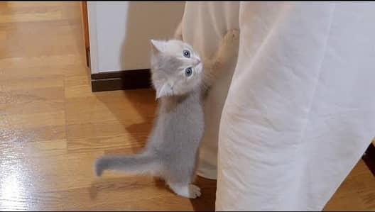 British Short Hair Silver Female Available
