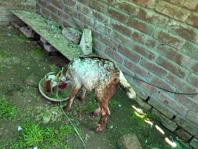 Baby Goat (Female)