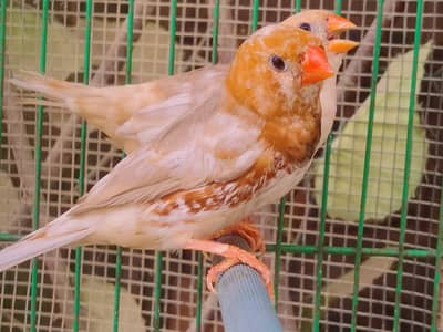 Orange Finches 
