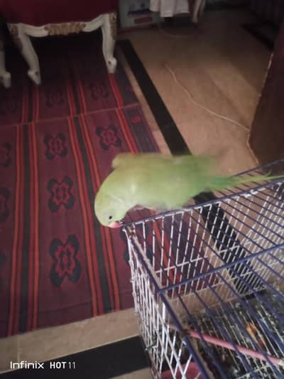 green parrot