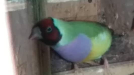 Goldien female adult