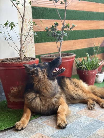 German Shepherd Male Free