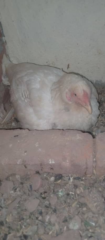 HERRA ASEEL male female for sale chine madi sat do chick