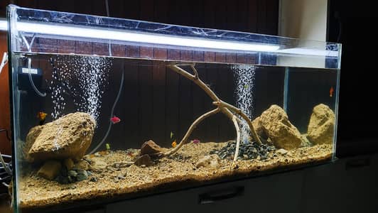 Large Size Aquarium including fishes and full set-up.