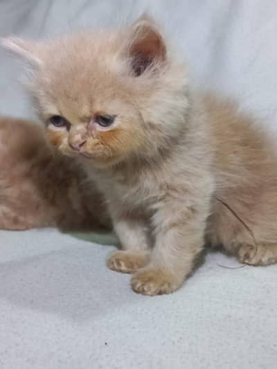 PERSIAN SOFT KITTENS 