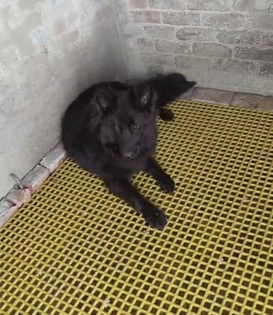 Black German Shepherd, long coat, male and female