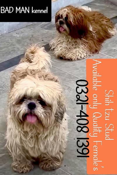 Shih tzu Stud Male available Only Stud Service available