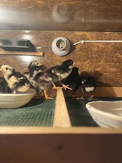 Aseel Chicks