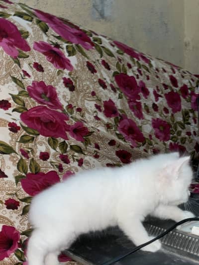 Persian kittens