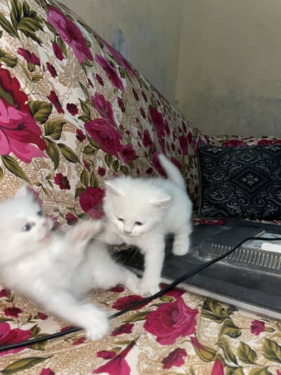 Persian kittens
