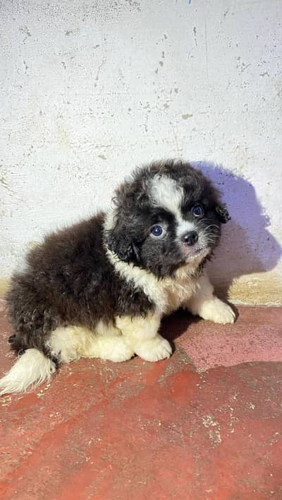 Shitzu Dog Puppies