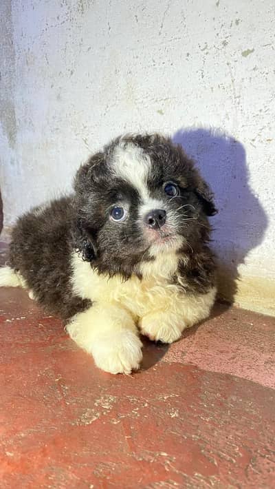 Shitzu Dog Puppies