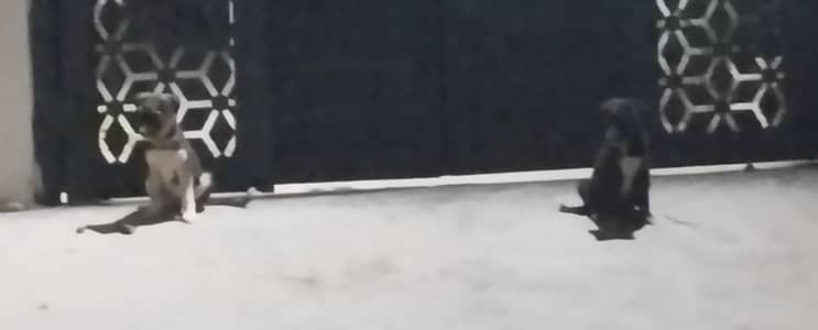 2 pets ,black and white